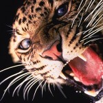 Onça-pintada, um dos animais na lista de ameaçados que vive na área da Flona Jamanxim.