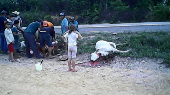 Bovinos mortos com acidente (Foto Celular)