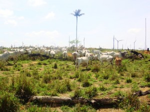 deflagrada em 2009, a Operação Boi Pirata II retirou fazendas ilegais de dentro da Floresta nacional do Jamanxim. Cinco anos depois, unidade de conservação ainda sofre com desmatamento e invasões de terra. Foto: Nelson Feitosa/Ascom Ibama.