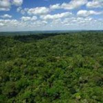 Floresta Nacional do Crepori.
