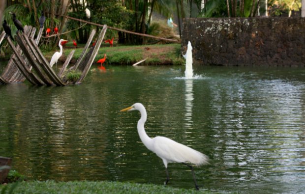 Aves, quelônios, répteis e borboletas convivem no espaço de cerca de 40 mil m². Foto: Reprodução/Agência Pará (Foto: Reprodução/Agência Pará )