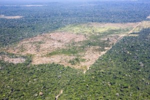 Desmatamento Amazônia, (foto Divulgação internet)