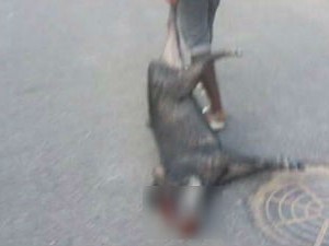 Em imagem compartilhada no Facebook, porco-do-mato é morto em rua de Caracaraí (Foto: Reprodução/Facebook)