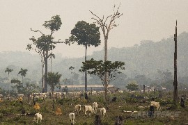 Gado criado em área embargada, com desmatamento recente, no Mato Grosso (© Greenpeace/Bruno Kelly)