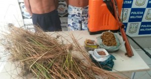 Carlos da Costa Favacho e Geovane Bonfim Favacho, pai e filho, foram apontados como sendo responsáveis pelo cultivo da erva e em seguida presos em flagrante. (Foto: Divulgação/Polícia Civil)