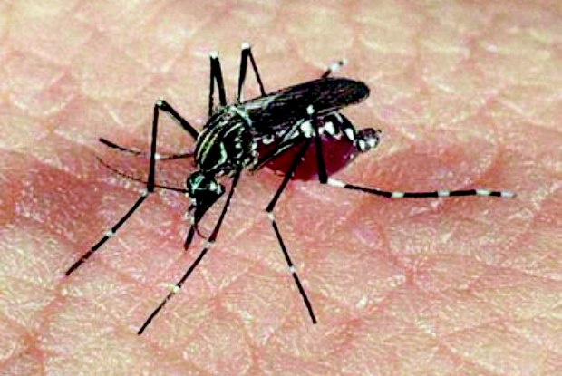 Mosquito aedes transmite vários tipos de vírus causadores de doenças. Danos neurológicos são graves