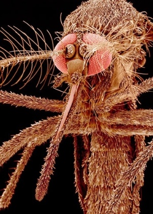 Aedes albopictus é vetor de doenças como febre amarela e febre do Nilo Ocidental