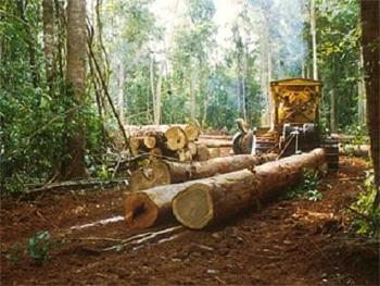 Exploração madeireira na Flona Crepuri