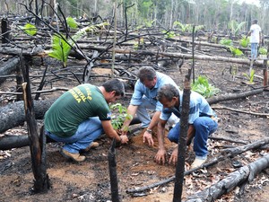 Inicialmente serão plantadas 1.500 mudas (Foto: Prefeitura de Óbidos/Divulgação)