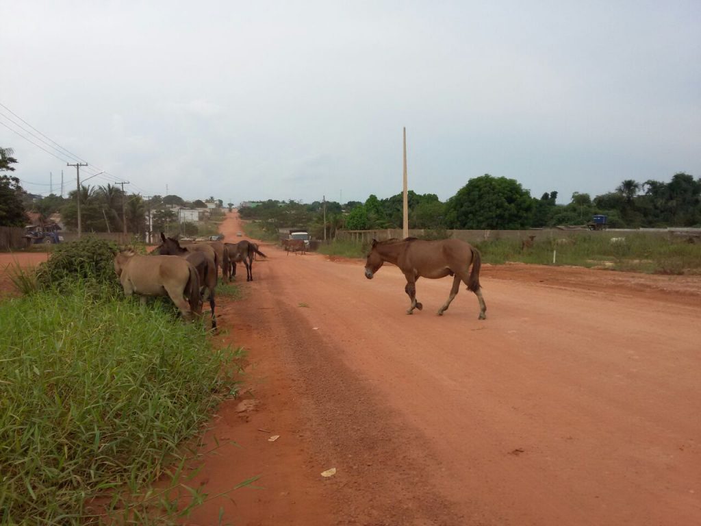 Animais andando livremente pelas ruas de Novo Progresso