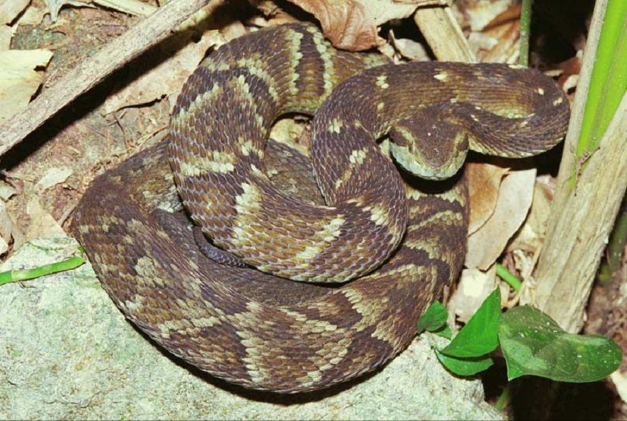 Descoberta nova espécie de serpente na Caatinga — CAPES