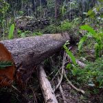 Tronco derrubado por desmatadores na Floresta Nacional do Jamanxim em Novo Progresso, Pará. (Foto: Vinícius Mendonça |Ibama) Parques de Papel