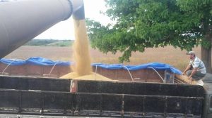 Soja Fazenda Estância Medianeira Safra 2018