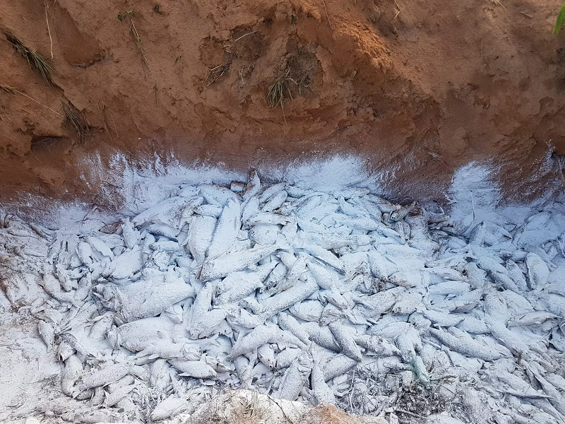 Aproximadamente 4,5 toneladas foram recolhidos e descartados em valas sanitárias. — Foto: Assessoria 