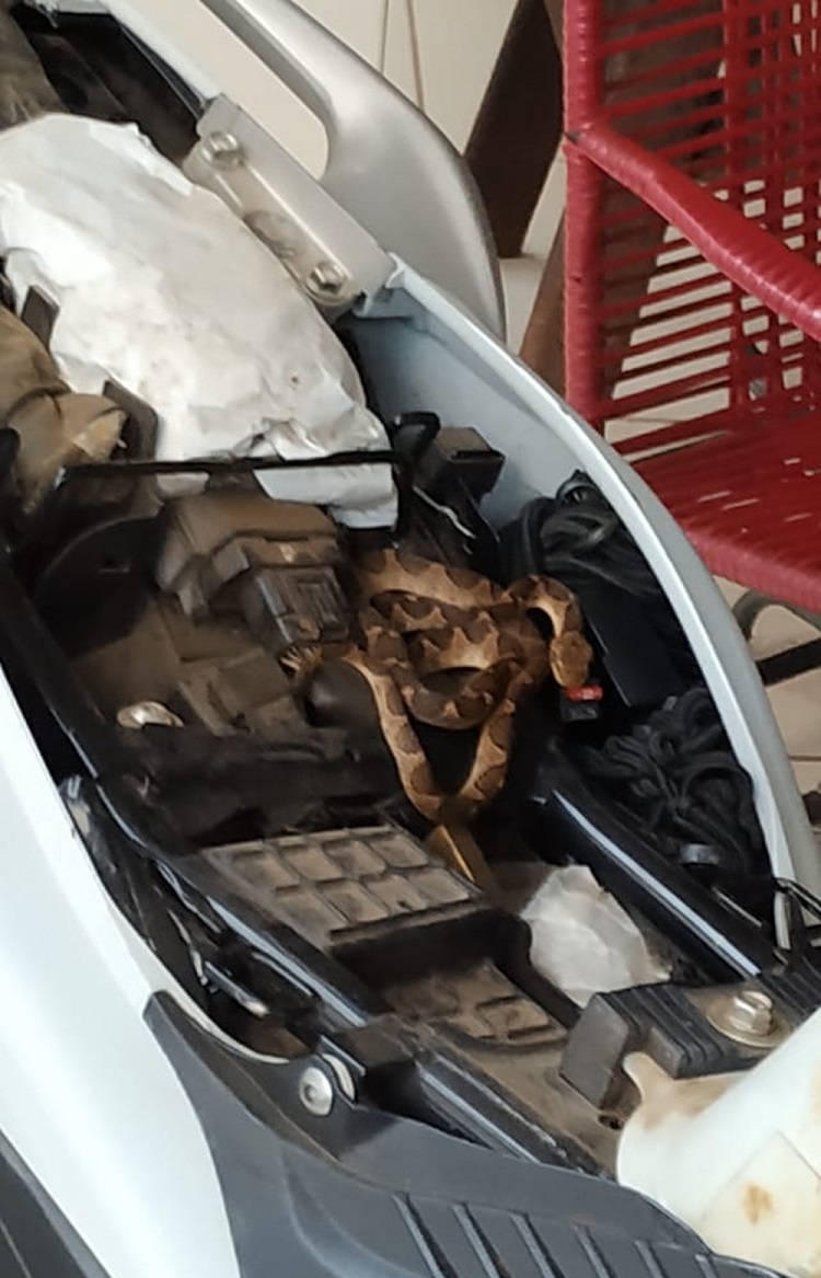 Cobra é encontrada dentro de moto em Campo Verde (MT) — Foto: Corpo de Bombeiros - MT