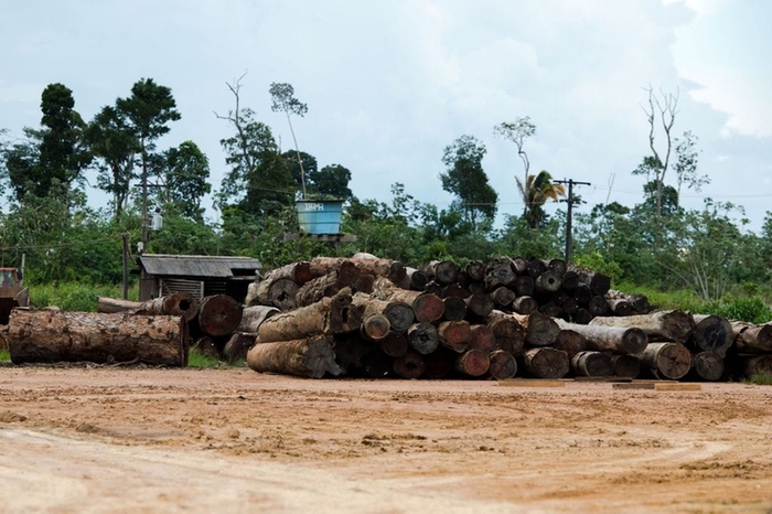 Relatório aponta que empresas estrangeiras financiam desmatamento na Amazônia Relatório aponta que empresas estrangeiras financiam desmatamento na Amazônia (Agência Brasil)