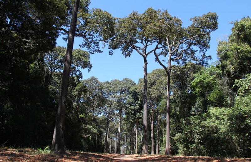  Castanheiras em Itaúba/MT, em campo de pesquisa e transferência de tecnologia com a castanha-do-brasil — Foto: Divulgação/Gabriel Rezende Faria/Embrapa  