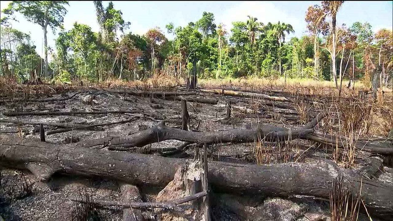 Inpe: desmatamento na Amazônia cresce 278% em julho(Foto:Reprodução G1)