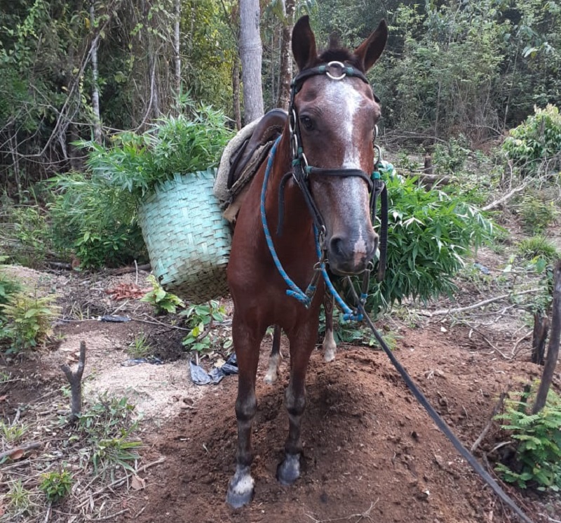 Animal usado pra transportar as plantas na propriedade. (Foto:Divulgação Policia Civil)