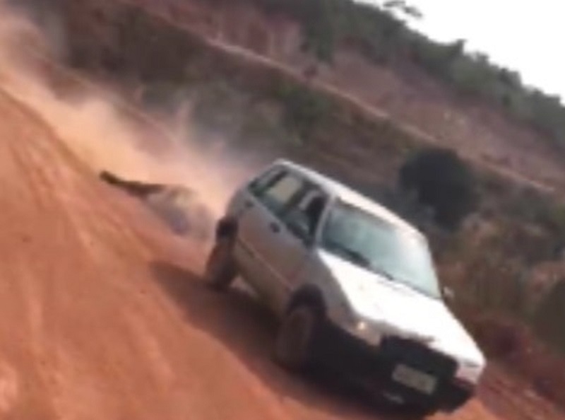 Boi é saqueado e arrastado pela estrada após caminhão tombar no Pará. — Foto: Reprodução / TV Liberal