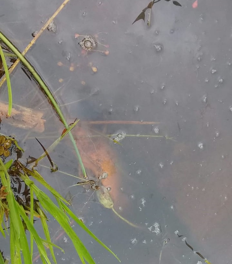 Outros peixes estavam agonizando às margens do rio — Foto: Divulgação