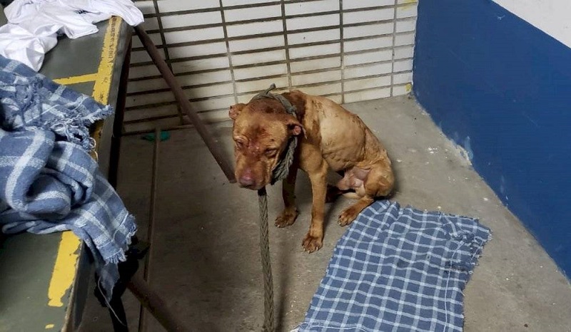 Rinha de cães: cachorro resgatado com ferimentos / Divulgação/Polícia Civil de SP 
