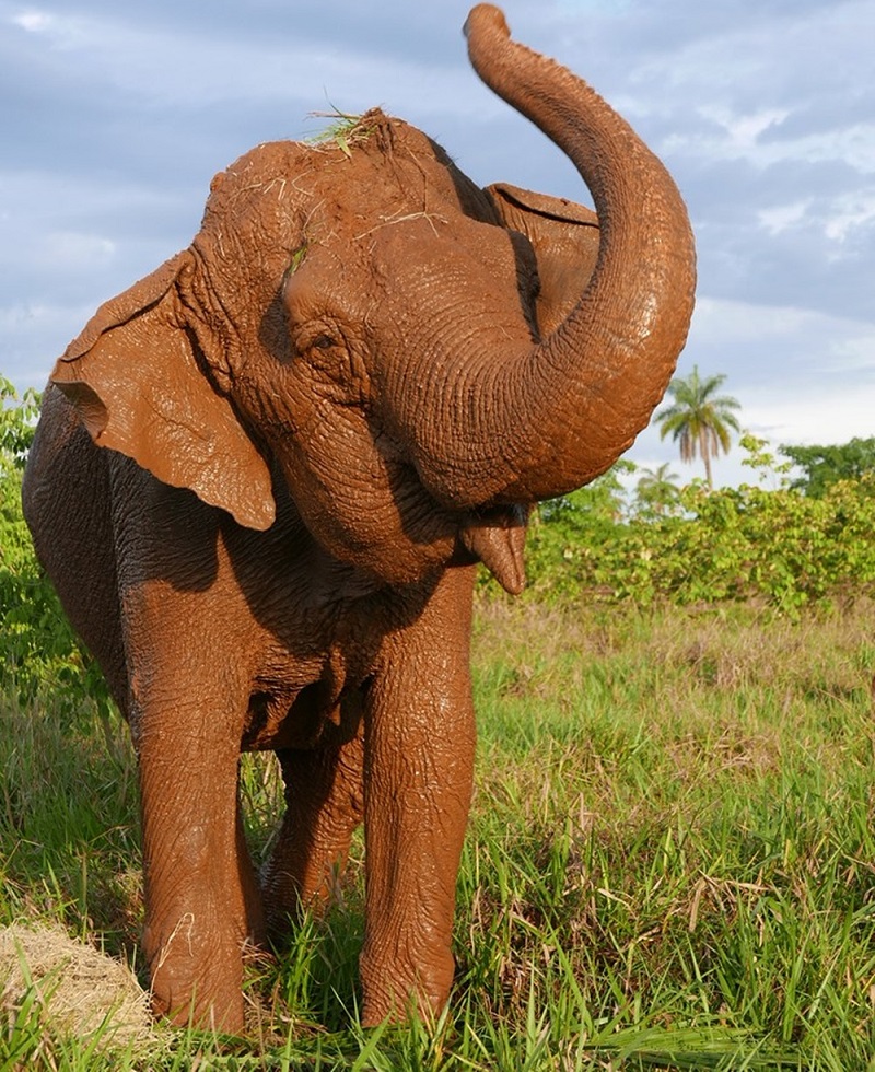 Ramba se adaptou bem ao novo lar — Foto: Santuário de Elefantes/Divulgação