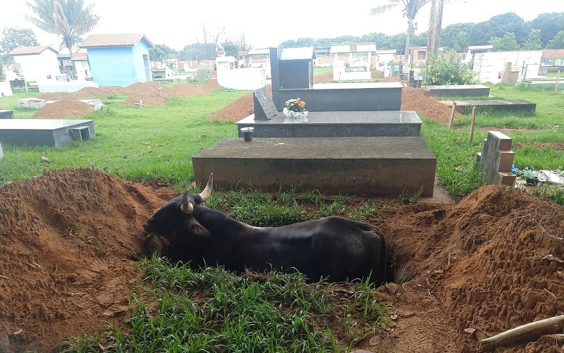 Animal foi resgatado pelo proprietário e por funcionários do cemitério em Juína (MT) — Foto: Reprodução