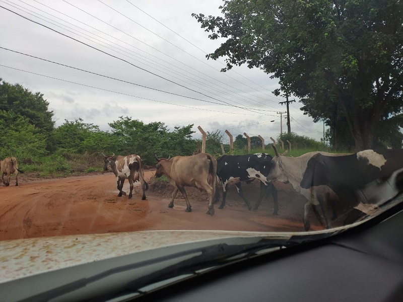  Moradores informaram que circulação de animais na região do cemitério é constante — Foto: Luiz Pereira/ IFMT