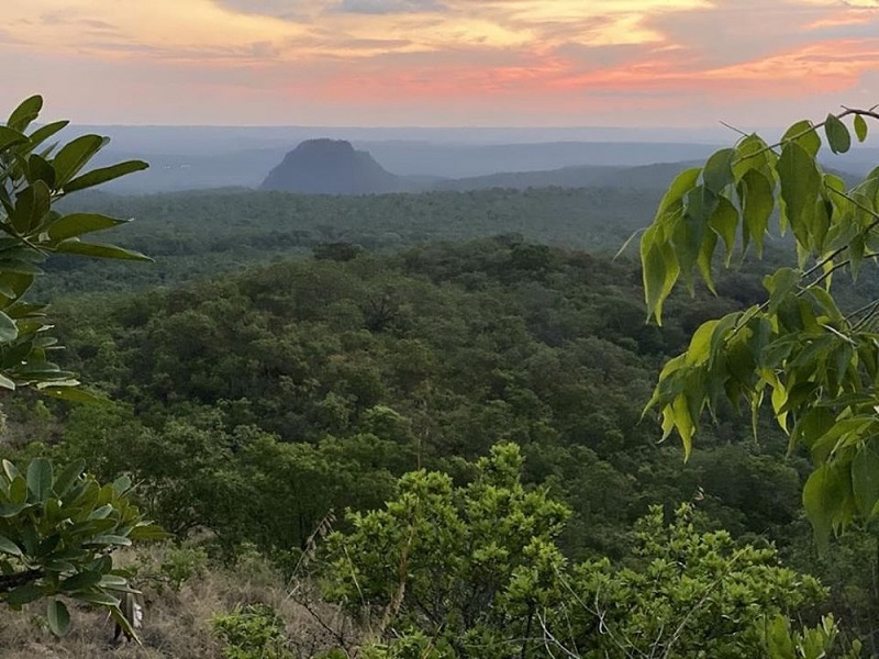  Mara deve ser acolhida no Santuário de Elefantes, em Chapada dos Guimarães — Foto: Santuário de Elefantes/Divulgação 