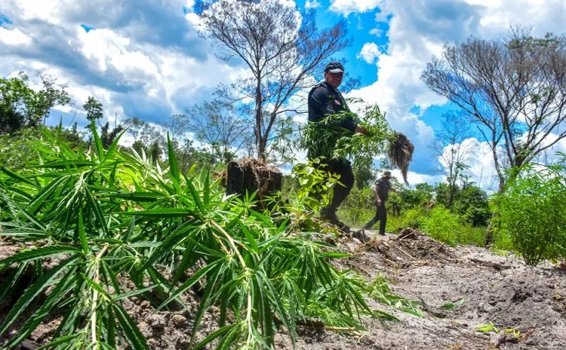  Polícia Civil do Pará apreende mais de 400 mil pés de maconha no nordeste do estado — Foto: Leandro Santana/PCPA