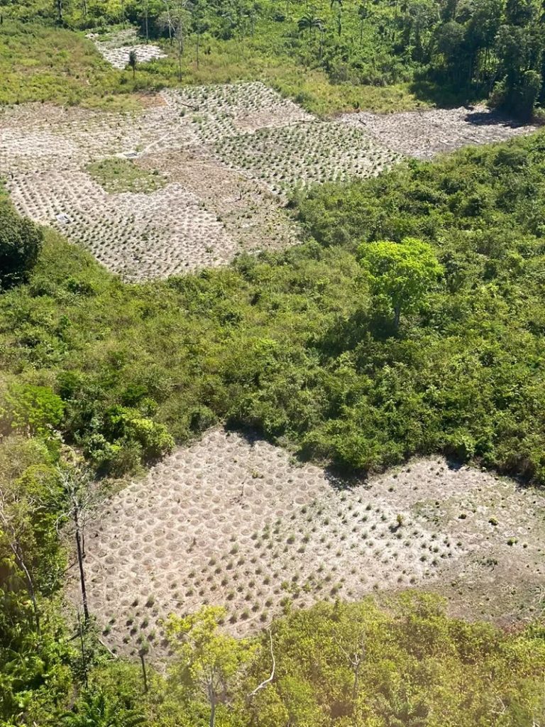 Uma área de aproximadamente 220 mil metros quadrados foram localizados — Foto: Reprodução/Polícia Federal 