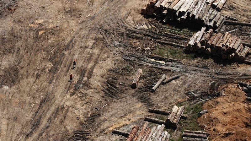  Madeiras extraídas da Amazônia na região de Morais Almeida (PA) Imagem: Nacho Doce 