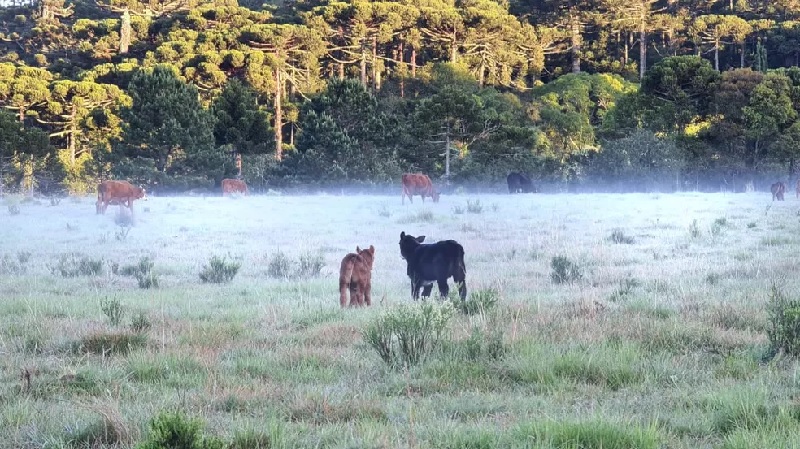 Frio e geada mudaram a paisagem dos campos na Serra catarinense — Foto: Mycchel Legnaghi/ São Joaquim Online 