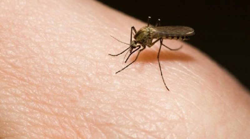 MALARIA