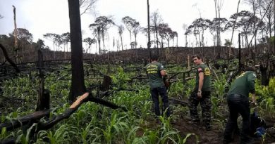 Fiscalização IBAMA em Novo Progresso (Foto divulgação Ibama).