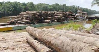 Madeireiros-tem-recursos-bloqueados-pela-Justiça