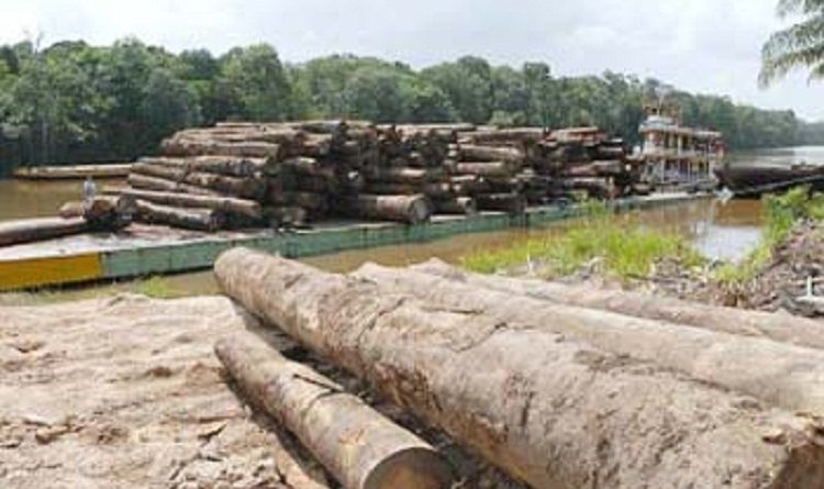 Madeireiros-tem-recursos-bloqueados-pela-Justiça