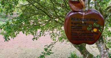 Placa alerta sobre perigo: "É uma das árvores mais perigosas do mundo".