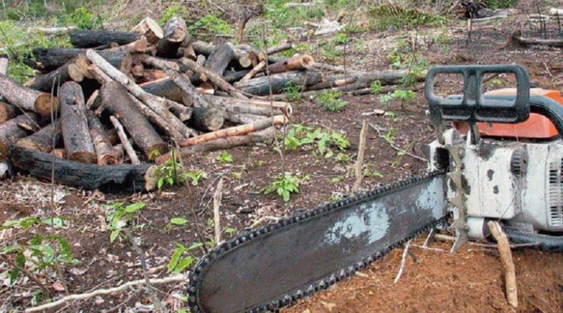 moto serra -usado para desmatamento