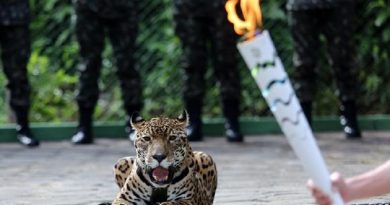 A onça-pintada Juma foi exibida ao lado da Tocha Olímpica durante a passagem do símbolo por Manaus. O animal foi abatido com um tiro de pistola no Centro de Instrução de Guerra na Selva ao tentar escapar do local Ivo Lima/Ministério do Esporte