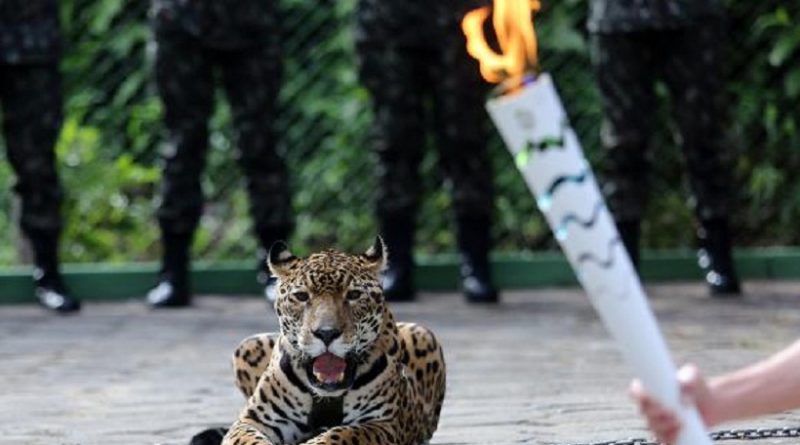 A onça-pintada Juma foi exibida ao lado da Tocha Olímpica durante a passagem do símbolo por Manaus. O animal foi abatido com um tiro de pistola no Centro de Instrução de Guerra na Selva ao tentar escapar do local Ivo Lima/Ministério do Esporte