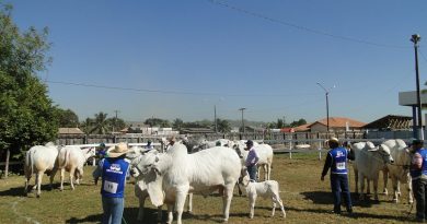 Nelores na exposição.
