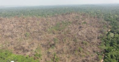 Imagem: Fiscalização/Ibama