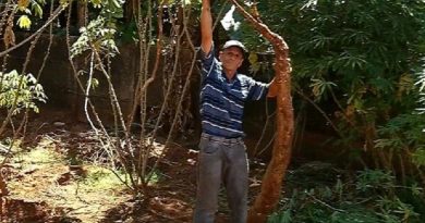 nc_mandioca_gigante_100416