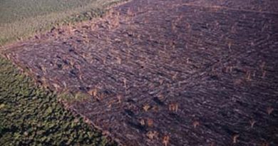 Desmatamento-na-área-do-Xingú-no-Pará