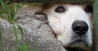 caozinho morto a machadadas