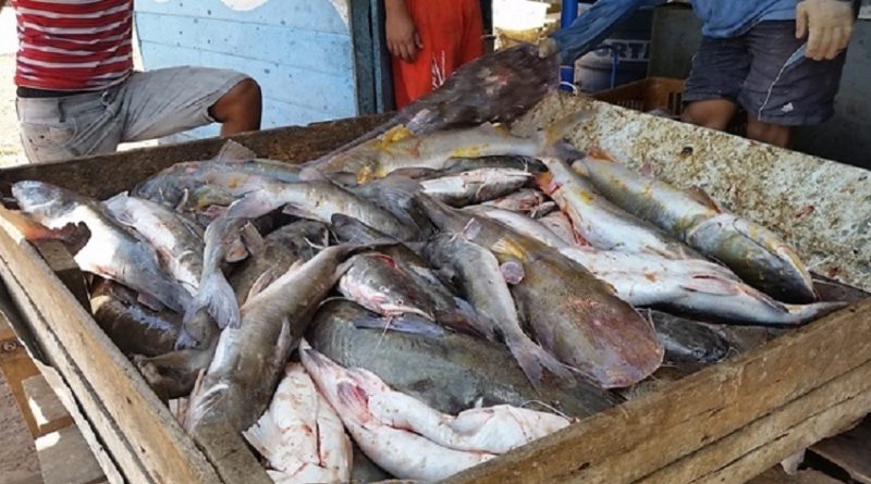 destaque-378320-gurijuba