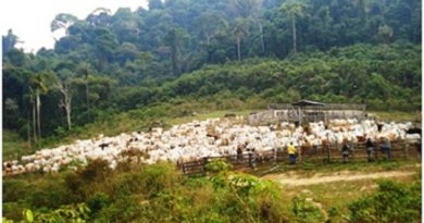 flona-jamanxim-sofre-com-desmatamento-e-ocupacao-irregular-e-quadro-pode-piorar-com-reducao-dos-limites