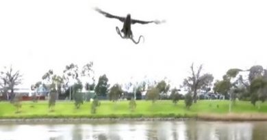 destaque-378843-covra